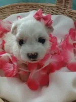 Elsa, a female Morkie for sale in Plover, WI – 1 of 9