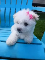 Elsa, a female Morkie for sale in Plover, WI – 3 of 10