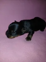 Paris, a female Shorkie for sale in Plover, WI – 4 of 8