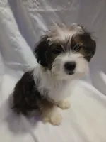 Huey, a male Shorkie for sale in Plover, WI – 1 of 10
