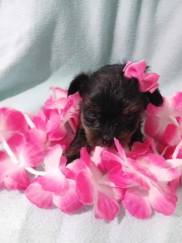 Paris – Shorkie puppy for sale in Plover, WI