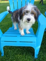 Huey, a male Shorkie for sale in Plover, WI – 10 of 10