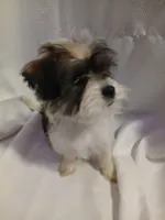 Louie, a male Shorkie for sale in Plover, WI – 2 of 2