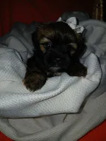 Dolly, a female Shorkie for sale in Plover, WI – 2 of 10