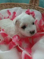 Elsa, a female Morkie for sale in Plover, WI – 3 of 9