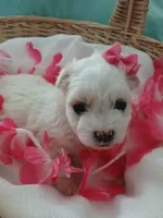 Elsa, a female Morkie for sale in Plover, WI – 8 of 9