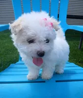 Elsa, a female Morkie for sale in Plover, WI – 2 of 10