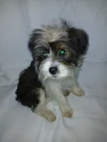 Louie, a male Shorkie for sale in Plover, WI – 1 of 2