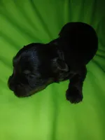 London, a male Shorkie for sale in Plover, WI – 4 of 4