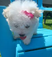 Elsa, a female Morkie for sale in Plover, WI – 10 of 10