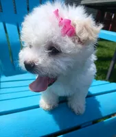Elsa, a female Morkie for sale in Plover, WI – 7 of 10