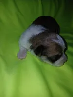 Brooklyn, a male Shorkie for sale in Plover, WI – 7 of 8