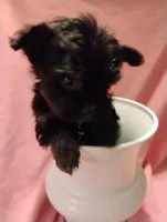 Asia, a female Shorkie for sale in Plover, WI – 7 of 9
