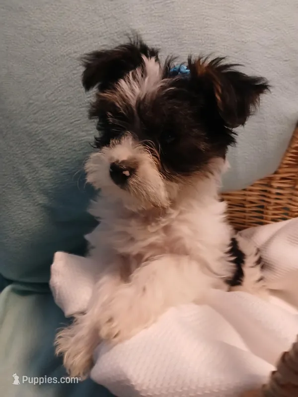 Max – Shorkie puppy for sale in Plover, WI