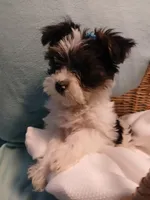 Max, a male Shorkie for sale in Plover, WI – Photo 1 of 10