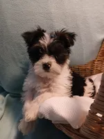 Max, a male Shorkie for sale in Plover, WI – Photo 8 of 10