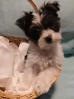 Max, a male Shorkie for sale in Plover, WI – Photo 2 of 10