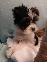 Max, a male Shorkie for sale in Plover, WI – Photo 5 of 10