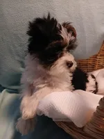 Max, a male Shorkie for sale in Plover, WI – Photo 7 of 10