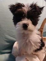 Max, a male Shorkie for sale in Plover, WI – Photo 4 of 10