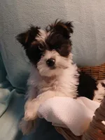 Max, a male Shorkie for sale in Plover, WI – Photo 3 of 10