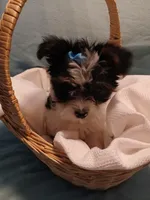 Max, a male Shorkie for sale in Plover, WI – Photo 6 of 10