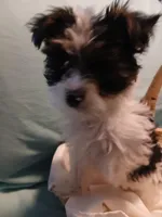 Max, a male Shorkie for sale in Plover, WI – Photo 10 of 10