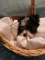 Max, a male Shorkie for sale in Plover, WI – Photo 9 of 10