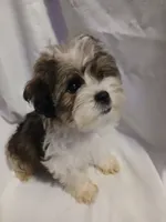 Dewey, a male Shorkie for sale in Plover, WI – 2 of 10