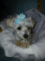 Aspen, a male Maltese and Morkie for sale in Plover, WI – 9 of 10