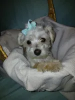Aspen, a male Maltese and Morkie for sale in Plover, WI – 2 of 10