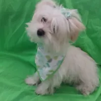 Aspen, a male Maltese and Morkie for sale in Plover, WI – Photo 7 of 8