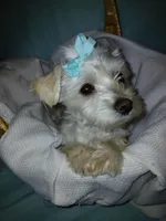 Aspen, a male Maltese and Morkie for sale in Plover, WI – 1 of 10