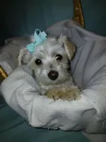 Aspen, a male Maltese and Morkie for sale in Plover, WI – 8 of 10