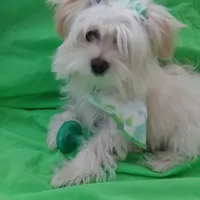 Aspen, a male Maltese and Morkie for sale in Plover, WI – Photo 4 of 8