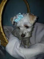 Aspen, a male Maltese and Morkie for sale in Plover, WI – 7 of 10