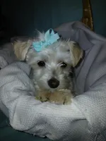 Aspen, a male Maltese and Morkie for sale in Plover, WI – 3 of 10