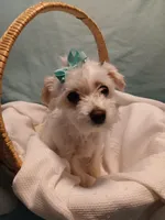 Aspen, a male Maltese and Morkie for sale in Plover, WI – 4 of 10