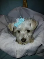Aspen, a male Maltese and Morkie for sale in Plover, WI – 10 of 10
