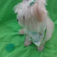 Aspen, a male Maltese and Morkie for sale in Plover, WI – Photo 8 of 8