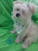 Aspen, a male Maltese and Morkie for sale in Plover, WI – Photo 6 of 8