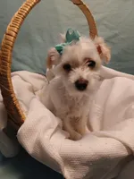 Aspen, a male Maltese and Morkie for sale in Plover, WI – 5 of 10