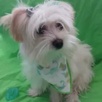 Aspen, a male Maltese and Morkie for sale in Plover, WI – Photo 2 of 8