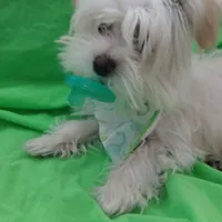 Aspen, a male Maltese and Morkie for sale in Plover, WI – Photo 3 of 8