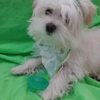 Aspen, a male Maltese and Morkie for sale in Plover, WI – Photo 5 of 8