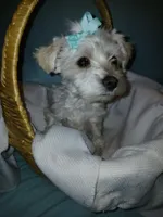 Aspen, a male Maltese and Morkie for sale in Plover, WI – 6 of 10
