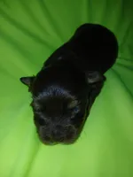 London, a male Shorkie for sale in Plover, WI – 2 of 4