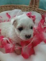 Elsa, a female Morkie for sale in Plover, WI – 2 of 9