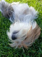Pax, a male Shorkie for sale in Plover, WI – 10 of 10