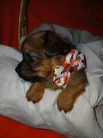 Tarlo, a male Yorkshire Terrier and Shorkie for sale in Plover, WI – 6 of 8
